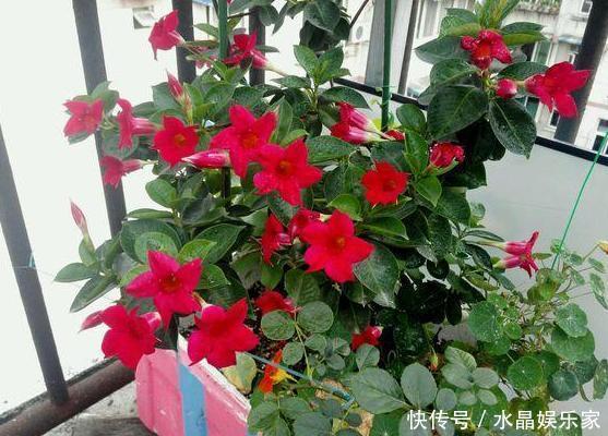 夏季|春夏交替,养啥花省心简单家庭盆栽5款植物,装饰效果佳