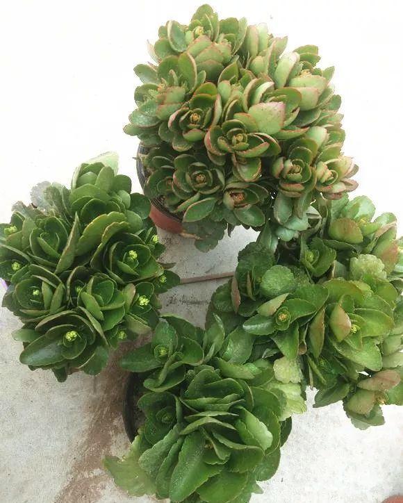 拿它一捂，长寿蟹爪兰嗖嗖冒花苞，多肉呼呼胖三圈