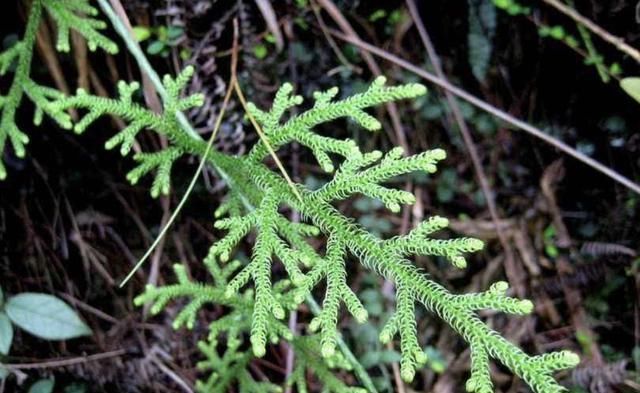 生长|小溪边,1种野草像“蜈蚣”,名称是“铺地蜈蚣”,甚是珍贵