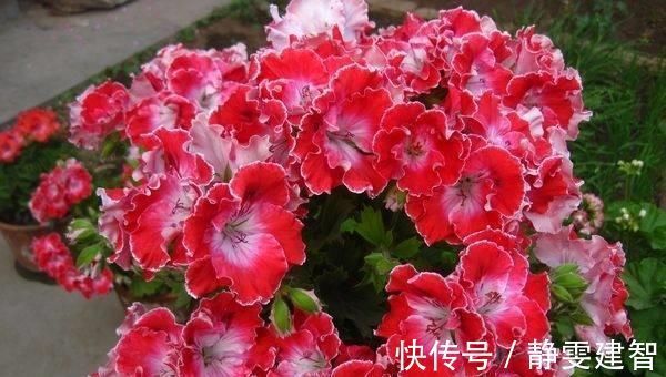 水培植物|这些过期的药片丢花盆里,花像吃了兴奋剂,猛长叶狂开花