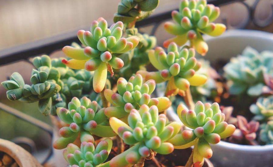 4种漂亮的普货多肉,容易爆崽成老桩,冬天冻一冻,韵味十足