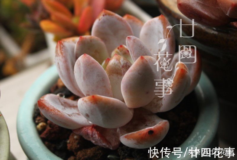 多肉植物到了冬天,到底应该怎样浇水?这7条说的已经比较全面了