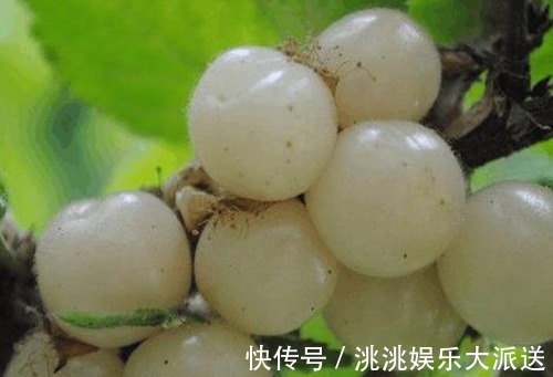 色斑|女性不想老得快,当零食吃几颗,淡化色斑,不贫血了,脸色更红润