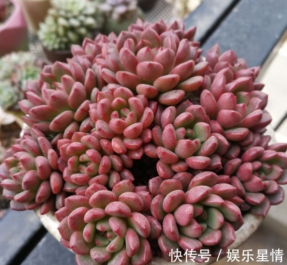 捧花|原来红宝石多肉，不但能养出鲜红的颜色，还能培育成“捧花”状态