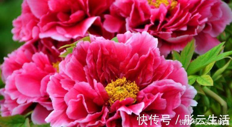 有钱人都养4种花,招财纳福,顺风顺水,养在阳台邻居都羡慕