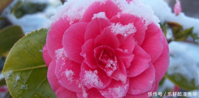 网上买花有准则,这4种花千万不能入手,买回家根本养不活