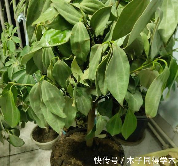 肥料|养花“杀手”的5个坏习惯,看你中了几个?怪不得你养不好花