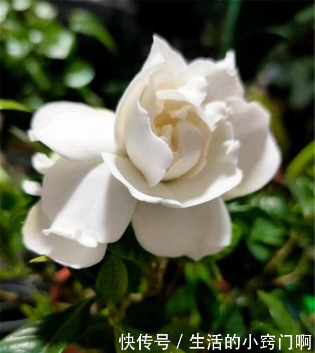 用3招“爆花术”叫醒栀子花,变身疯狂开花机器,花儿挂满枝!