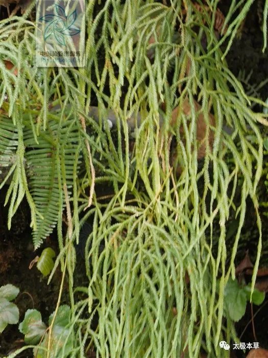 欧阳|类风湿关节炎与舒筋草的故事