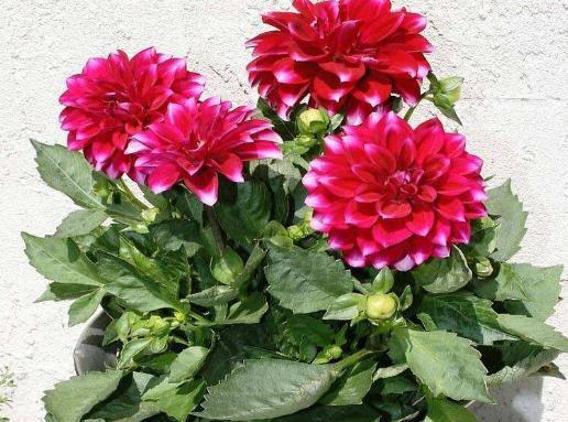 大丽花一开“小又少”吃点“花激素”,花瓣大又多,一开成花海