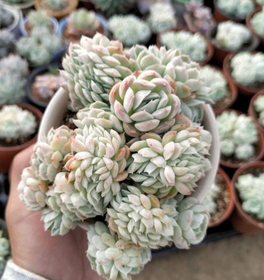 多肉冰梅养护，操作简单，夏季叶子五彩缤纷，做到3点轻松爆盆