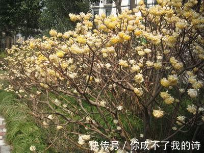 1种古老花卉，开花漂亮，花香浓郁，传言枝条打个结能实现愿望