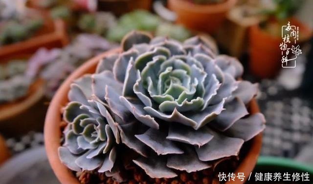 冬季，属于多肉的季节！养多肉的你喜欢冬天吗！