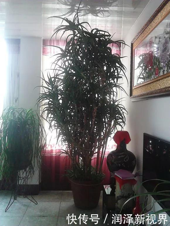 烂根|20年的玉树,10年的芦荟,枝干“胳膊粗”,是这样养成的