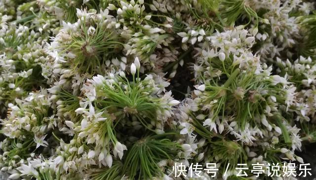 韭菜花5种最好吃的做法,简单美味又下饭,看看你喜欢吃哪种