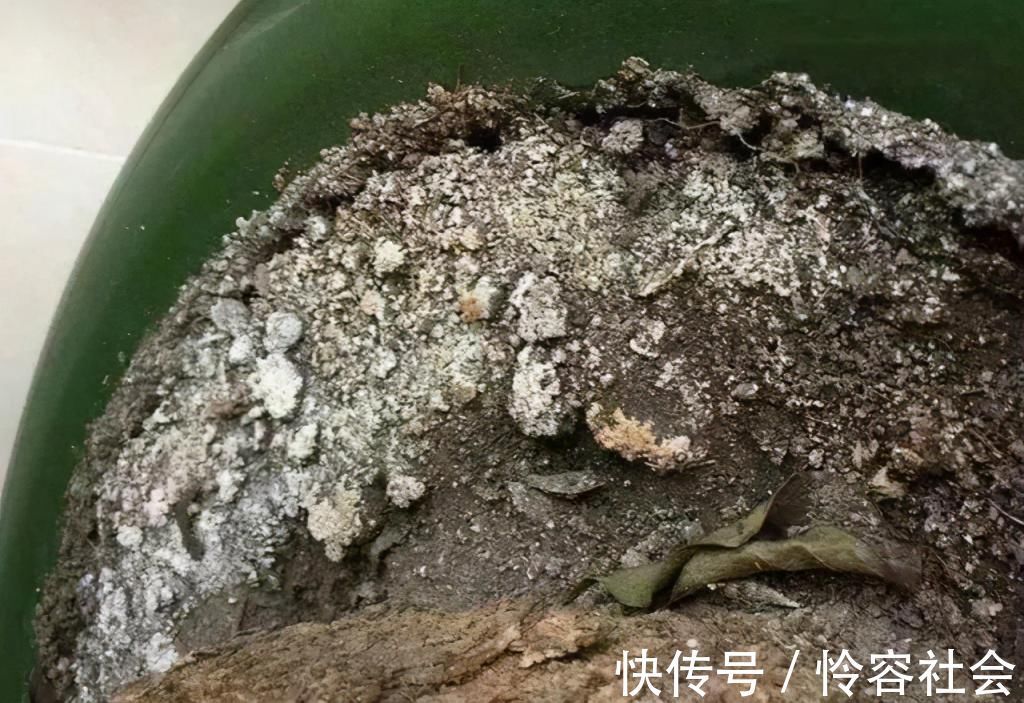 花盆|养花有这“3个坏习惯”，花盆里面会起“碱”，用4个方法解决