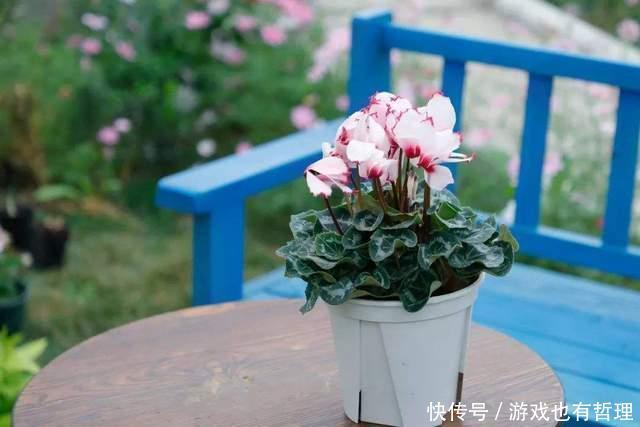 新买的仙客来,枝条老化,花苞脱落,怎么办