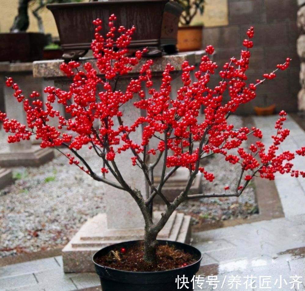 栽培|10种花中“贵货”太好看,打工仔“不舍得”买,等有钱要买一盆