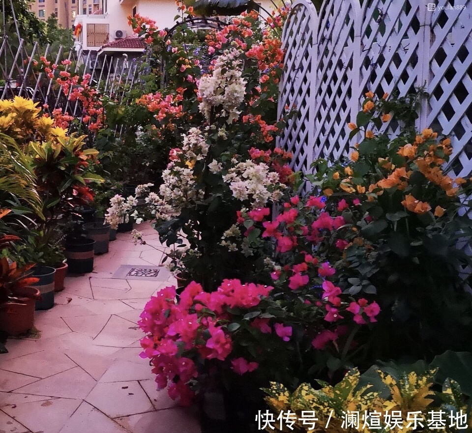 养护|在院子里“粗”养的三角梅,9月满树开花朵,养护有3个关键点