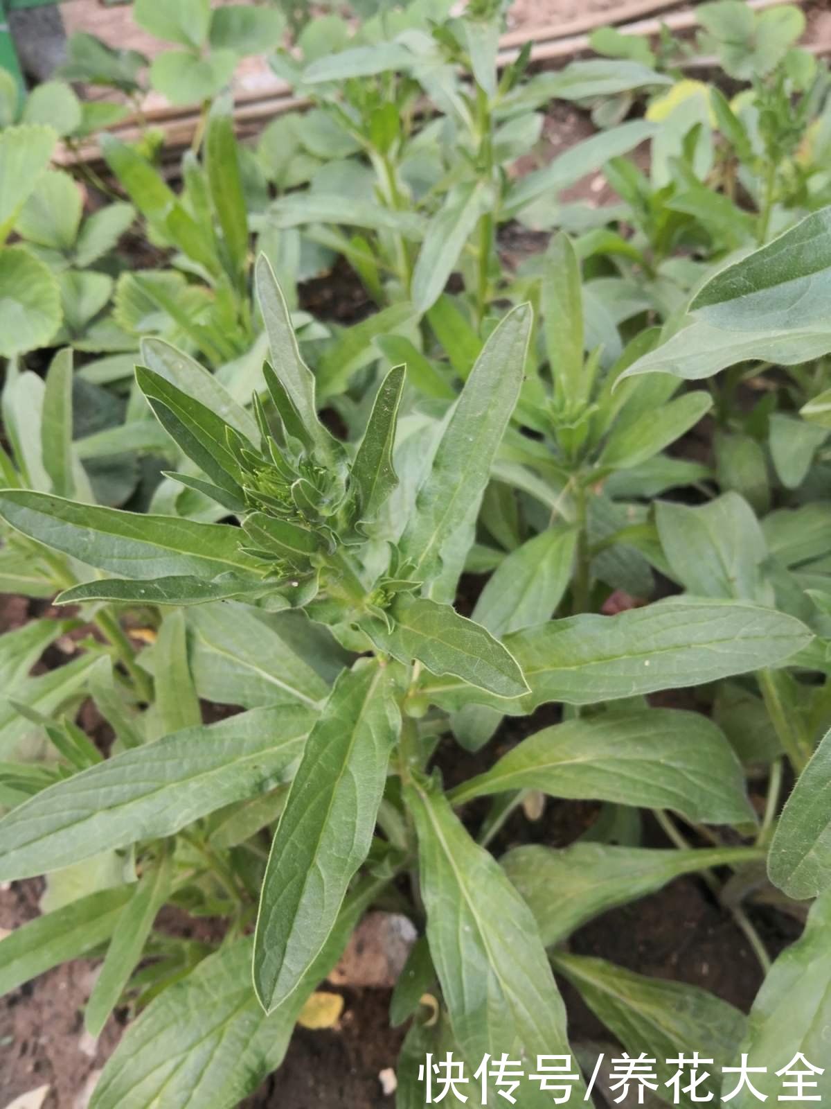 6种植物，是天然的染色剂，古代只有皇家才能用