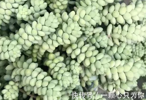 盘点10种容易度夏多肉,随便养,随便选,总有几款适合你
