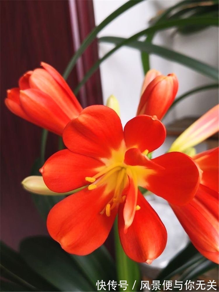 如何挑选君子兰优质君子兰有明显的“特点”,花大色艳叶片美