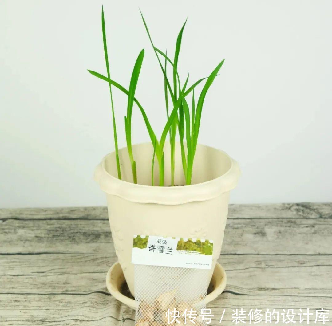 芦荟|8种花像“老母猪”,种一棵,生一窝,多得没地方养