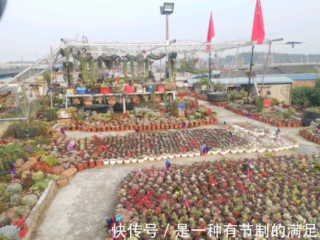 四川大哥养多肉，创意无极限，生活巴适得很！