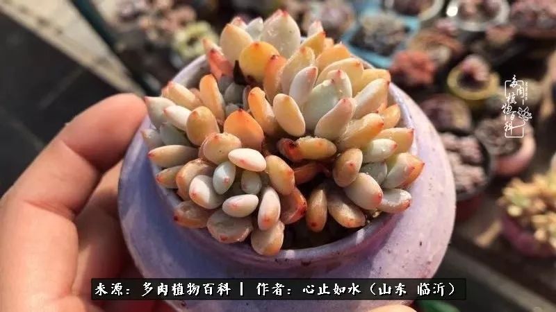 养多肉不只是说说而已,只要肯用心,它们绝对不会辜负你!