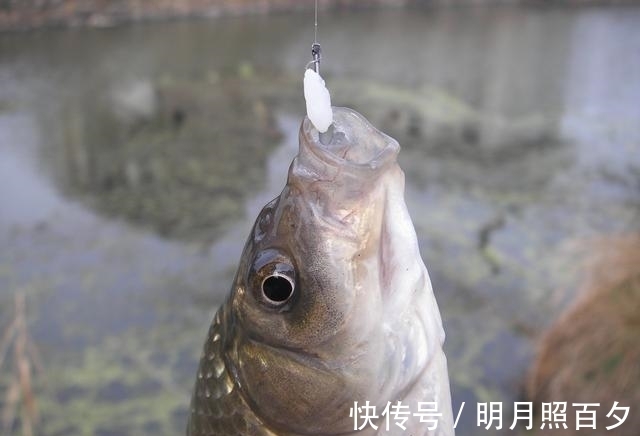 芯饵|不打窝，诱鱼聚鱼都很快，这两种钓法，冬天野钓效果会更好