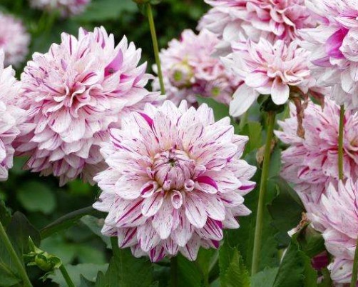 此花精致迷人，优雅红色的花朵美丽妖艳，象征着炽热的爱