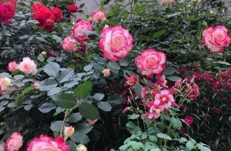 10年老花农养月季，只选这3种，开花美极了，是盆栽佳品！