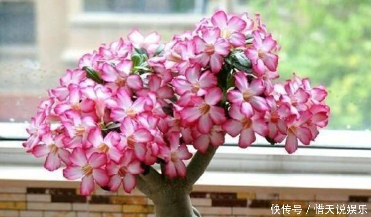 世界第一|4种花,堪称“花草之王”,特别耐旱,1个月不浇水,开出漂亮花朵