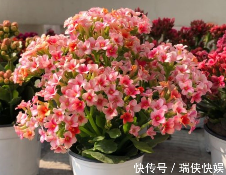 长寿花有“三怕”，新手一定要避免，合理养护才能爆盆开花