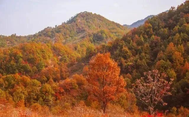 铜山|再不去就晚了！赏枫季来袭，驻马店这些地方的红叶美翻了