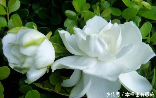 钙镁肥料|开花植物没香味关键原因有2点,给它做充足,只要开花满屋飘香