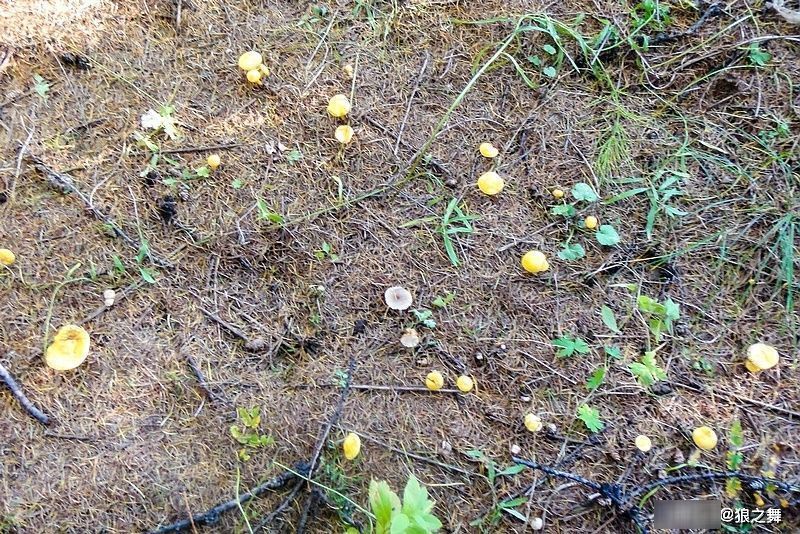 营养物质|生在松林里，曾误认含毒不能吃，如今58元1斤，可惜农村也少见了