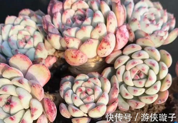 3种多肉让人爱不释手,秋冬晒一晒太阳,出状态美丽动人