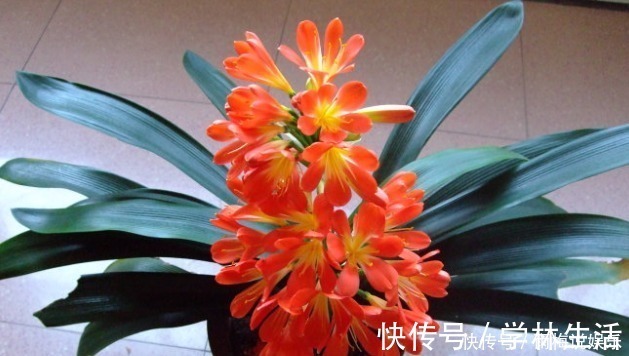 新手养护花卉，掌握3个方面，次次开花“爆盆”，叶片绿滴油！