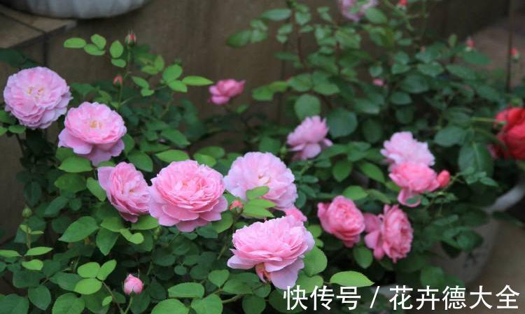 爆盆|月季夏天黑杆不用担心,可能3点没有做好,改变养护入秋就爆盆