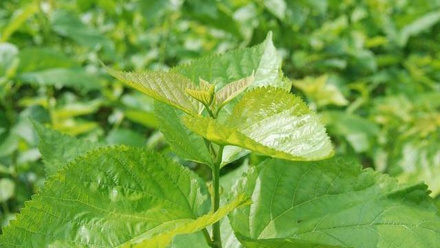 血糖|胰岛素“小金库”公布,并不是苦瓜,可劲吃,糖尿病或退避三舍