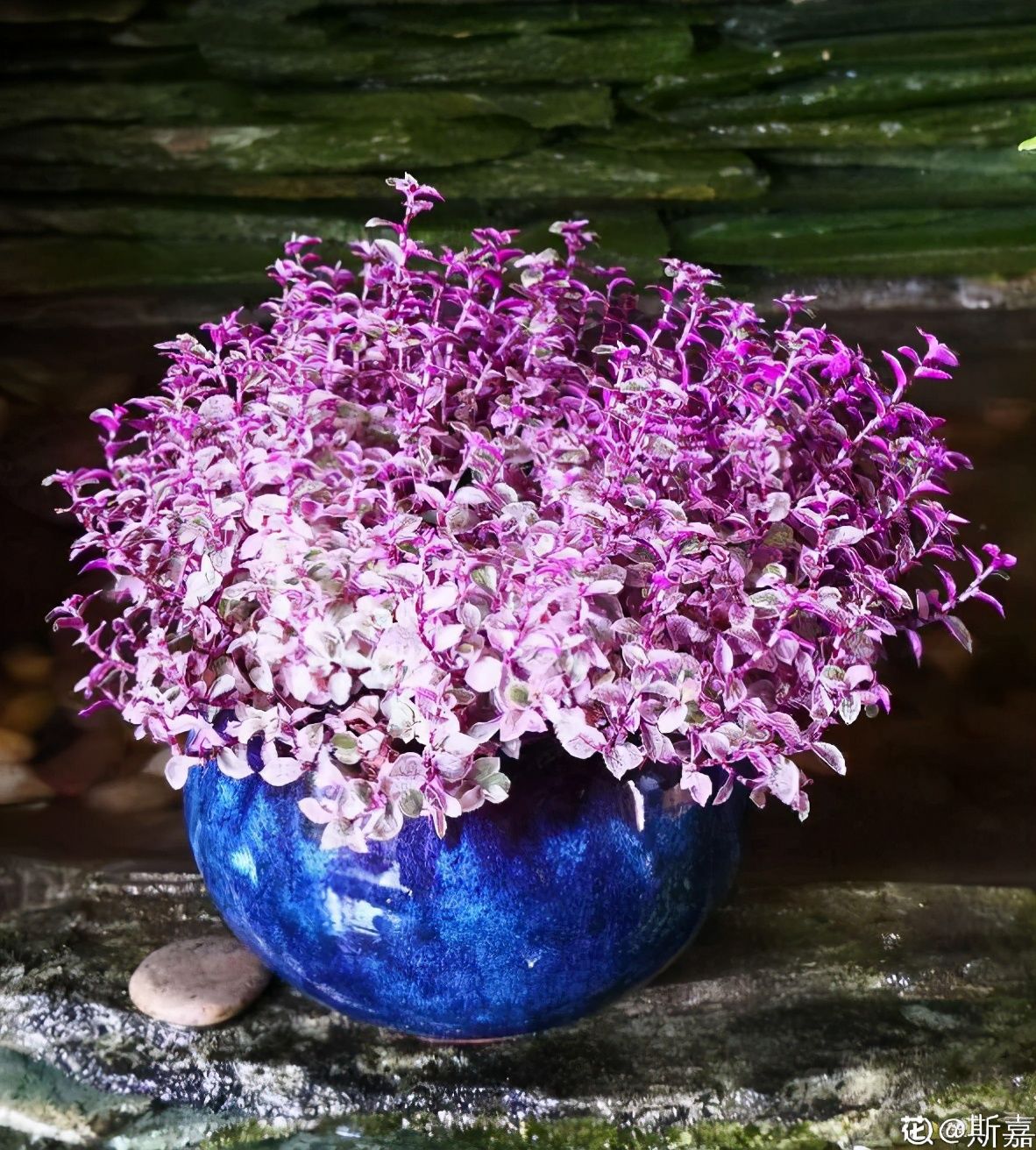 枯萎|一盆胭脂云，颜色粉嫩像“仙女”，秋天上色特好看