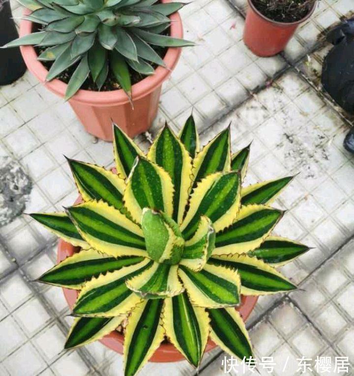 一种漂亮的盆栽，不怕寒冷，颜值高，繁殖快，很好养
