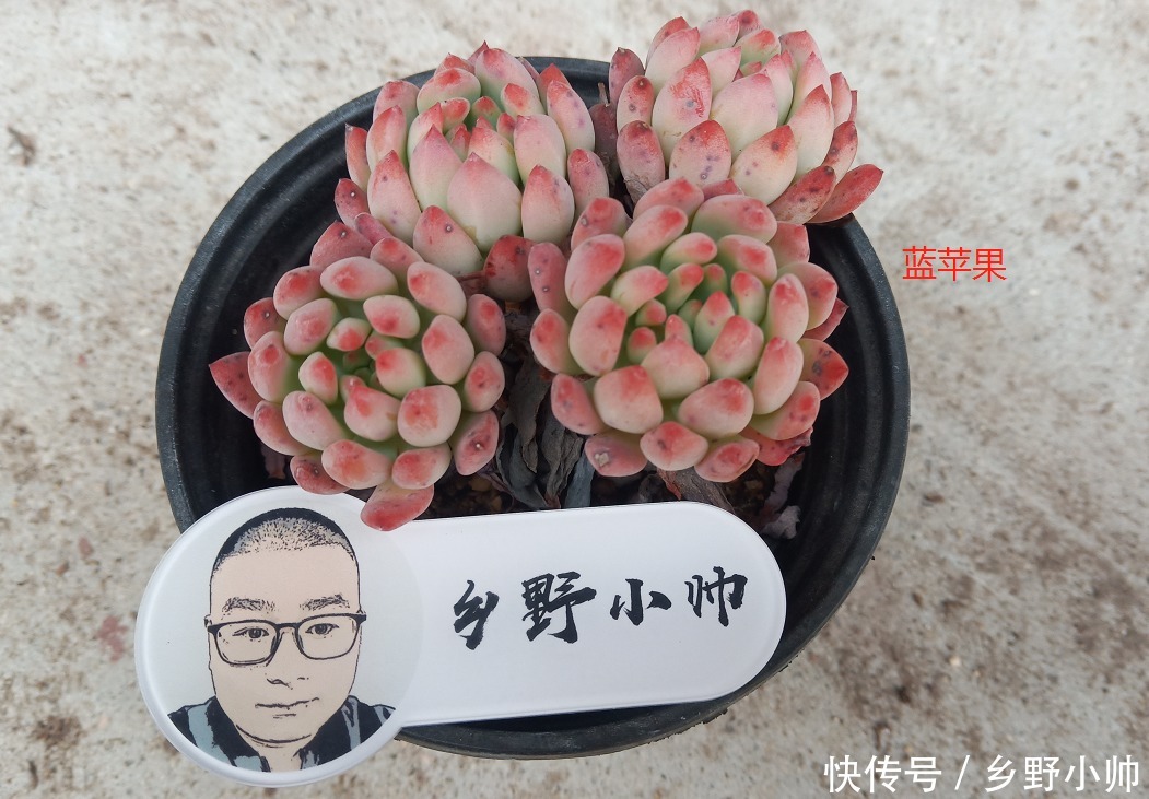 春末夏初雨季将到来,多肉淋雨后注意做好这几点,肉肉才能状态好