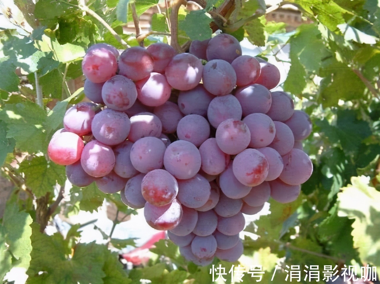 食物|女性不想成黄脸婆，要多吃3种食物，淡化斑点，子宫健康，显年轻