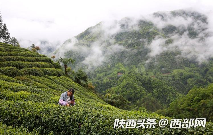 陕西启动网上茶博会 带你去陕南看最美茶园