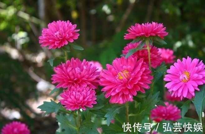 阳台上|花期时间比较长的4种花,寓意“仕途长长久久”,很多人已经在养