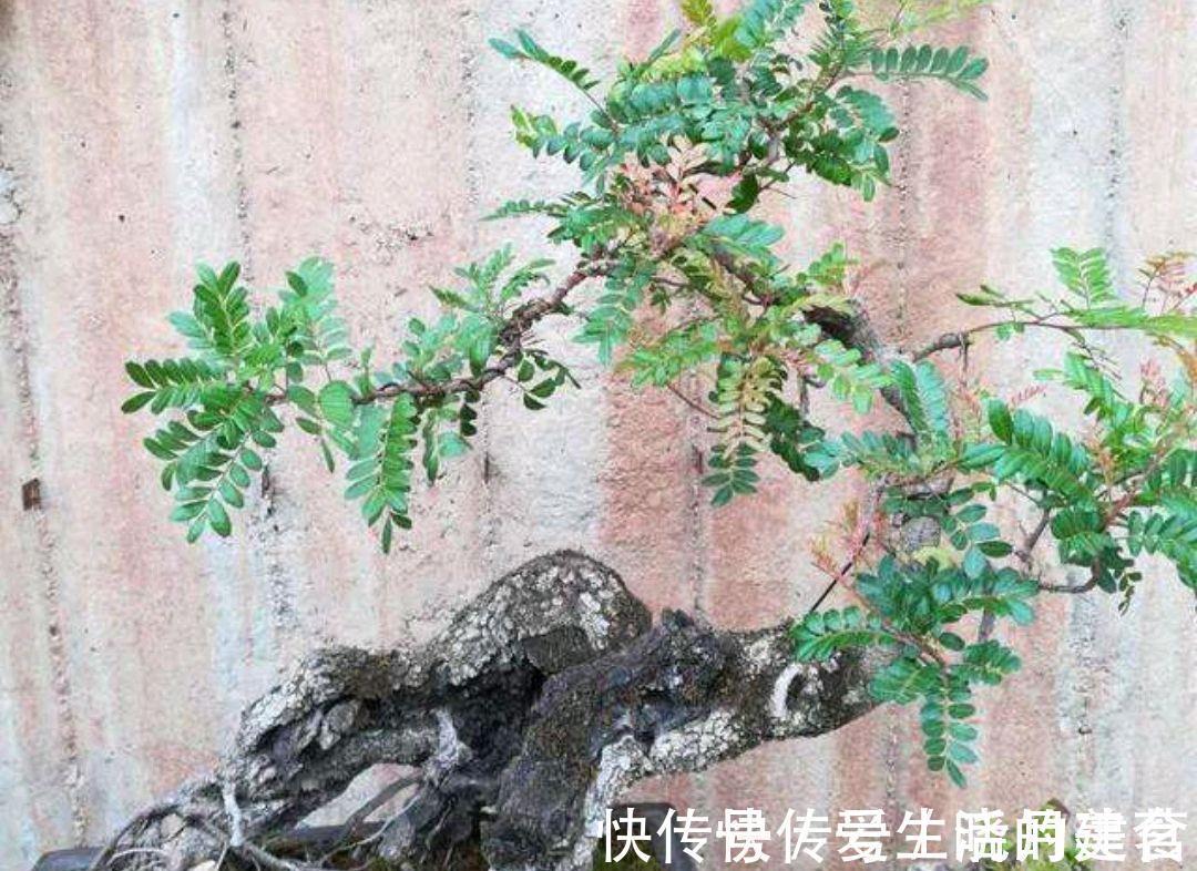 盆景|动辄上万的清香木盆景,如何采桩,怎样栽培