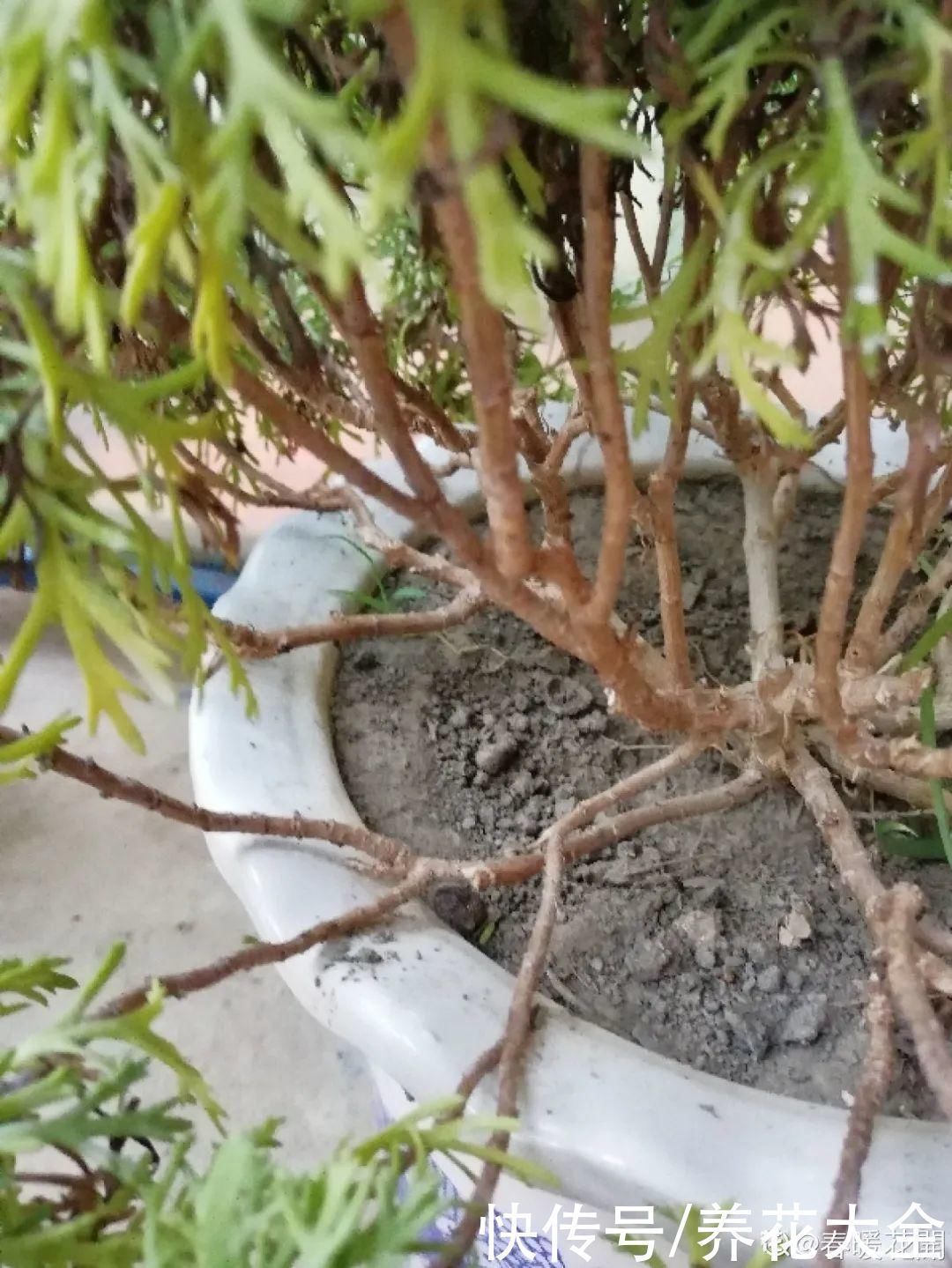 9种花,夏天休眠了,一定少浇水,否则越浇越死