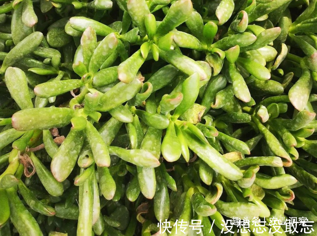 多肉植物|农村80后姑娘舍弃万元月薪,回老家大棚种这东西,没想到还很赚钱